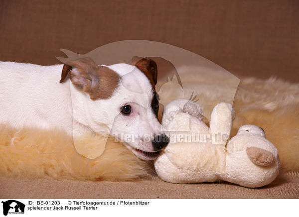 spielender Jack Russell Terrier / playing jack russell terrier / BS-01203