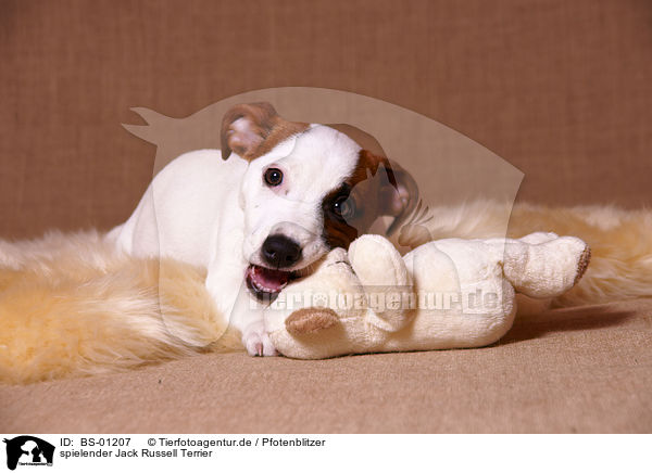 spielender Jack Russell Terrier / playing jack russell terrier / BS-01207