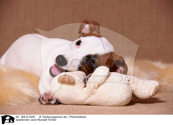 spielender Jack Russell Terrier / BS-01209