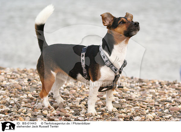 stehender Jack Russell Terrier / standing Jack Russell Terrier / BS-01443