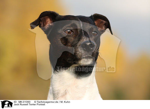 Jack Russell Terrier Portrait / Jack Russell Terrier Portrait / MK-01060