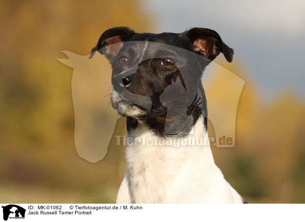 Jack Russell Terrier Portrait / Jack Russell Terrier Portrait / MK-01062