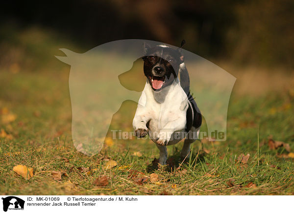 rennender Jack Russell Terrier / running Jack Russell Terrier / MK-01069