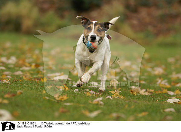 Jack Russell Terrier Rde / male Jack Russell Terrier / BS-01821