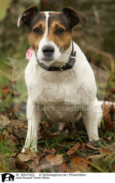 Jack Russell Terrier Rde / male Jack Russell Terrier / BS-01823