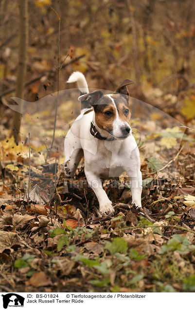 Jack Russell Terrier Rde / male Jack Russell Terrier / BS-01824