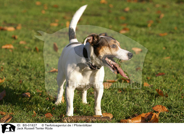 Jack Russell Terrier Rde / male Jack Russell Terrier / BS-01827