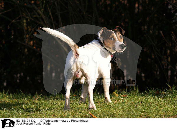 Jack Russell Terrier Rde / male Jack Russell Terrier / BS-01832