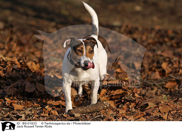 Jack Russell Terrier Rde / male Jack Russell Terrier / BS-01833