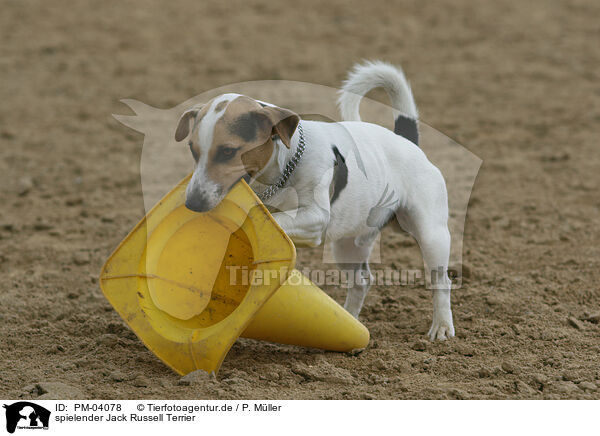 spielender Jack Russell Terrier / playing Jack Russell Terrier / PM-04078