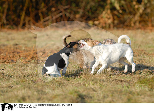 3 spielende Terrier / MR-03013