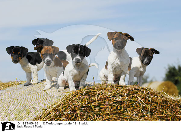 Jack Russell Terrier / Jack Russell Terrier / SST-05429