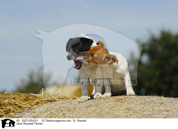 Jack Russell Terrier / Jack Russell Terrier / SST-05433