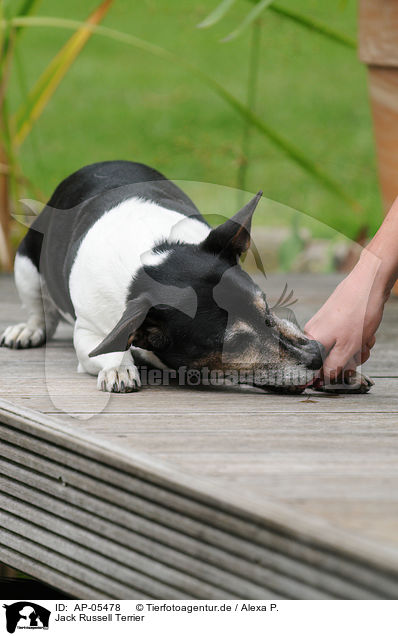 Jack Russell Terrier / AP-05478