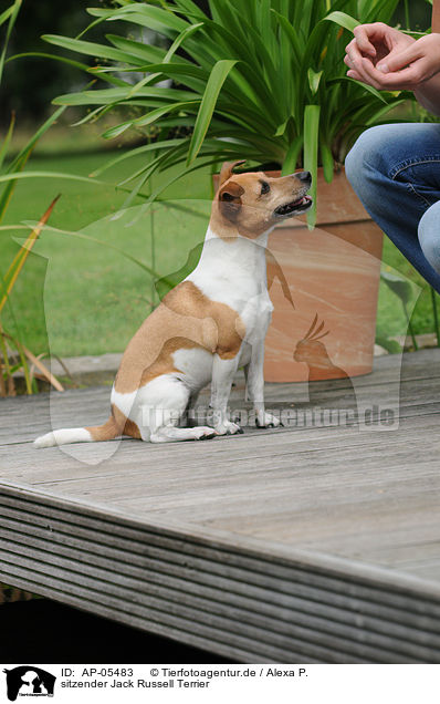 sitzender Jack Russell Terrier / sitting Jack Russell Terrier / AP-05483