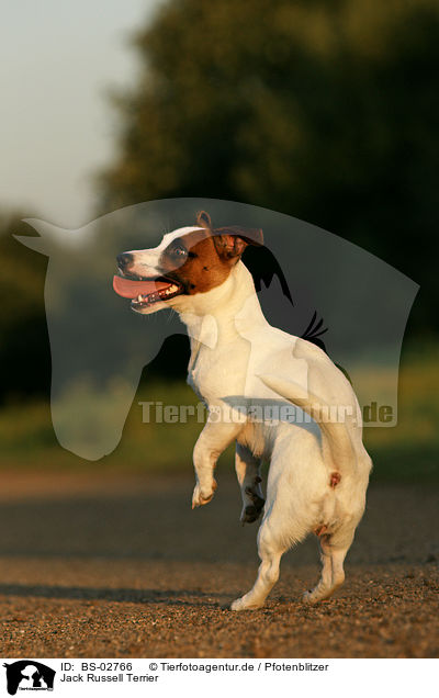 Jack Russell Terrier / Jack Russell Terrier / BS-02766