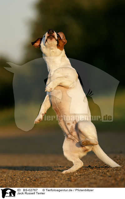 Jack Russell Terrier / Jack Russell Terrier / BS-02767