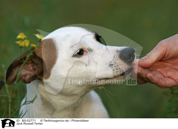 Jack Russell Terrier / BS-02771