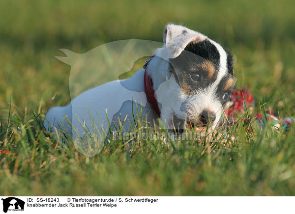 knabbernder Parson Russell Terrier Welpe / nibbling Parson Russell Terrier Puppy / SS-18243