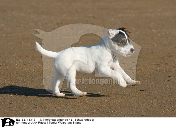 rennender Jack Russell Terrier Welpe am Strand / SS-18315