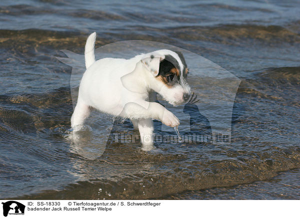 badender Jack Russell Terrier Welpe / SS-18330