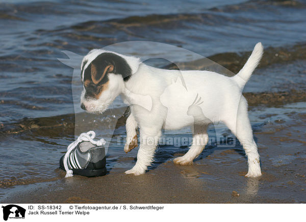 Parson Russell Terrier Welpe / Parson Russell Terrier Puppy / SS-18342