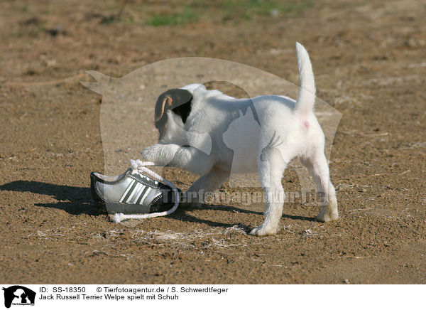 Parson Russell Terrier Welpe spielt mit Schuh / Parson Russell Terrier puppy plays with shoe / SS-18350