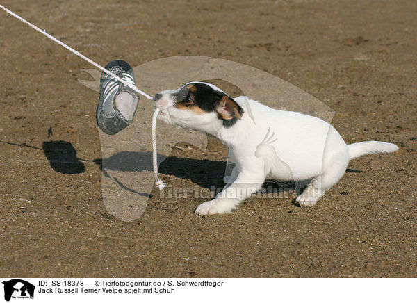 Parson Russell Terrier Welpe spielt mit Schuh / Parson Russell Terrier puppy plays with shoe / SS-18378