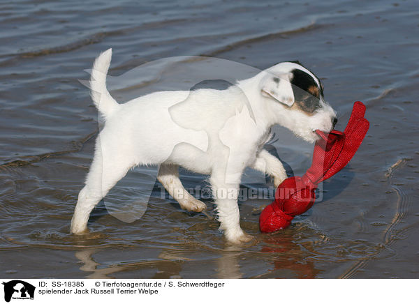 spielender Parson Russell Terrier Welpe / playing Parson Russell Terrier Puppy / SS-18385