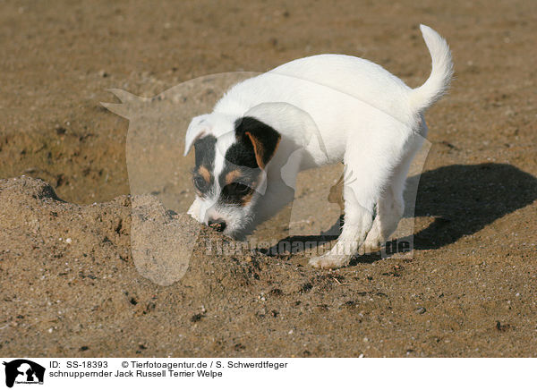 schnuppernder Parson Russell Terrier Welpe / snuffling Parson Russell Terrier Puppy / SS-18393