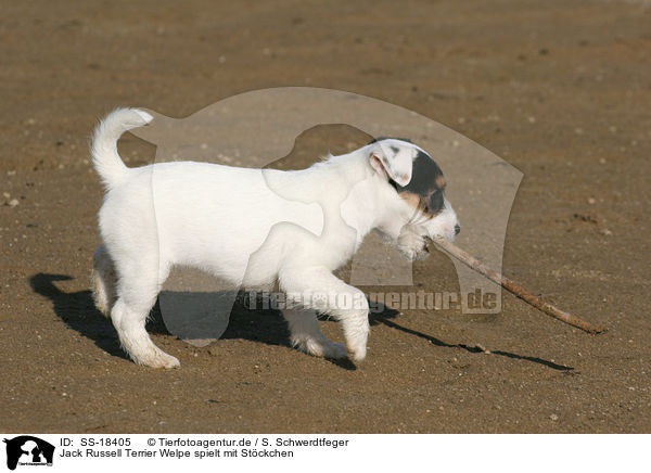 Parson Russell Terrier Welpe spielt mit Stckchen / playing Parson Russell Terrier puppy / SS-18405