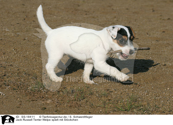 Parson Russell Terrier Welpe spielt mit Stckchen / playing Parson Russell Terrier puppy / SS-18411