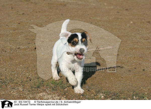 Parson Russell Terrier Welpe spielt mit Stckchen / playing Parson Russell Terrier puppy / SS-18412