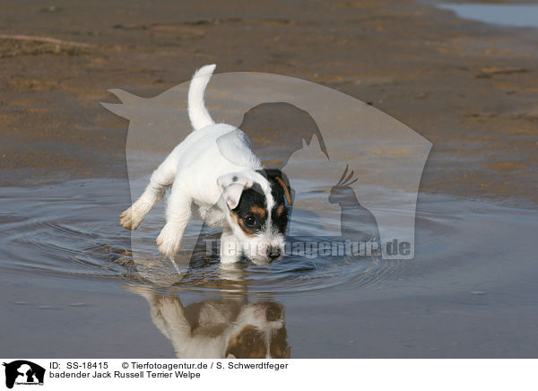 badender Jack Russell Terrier Welpe / SS-18415