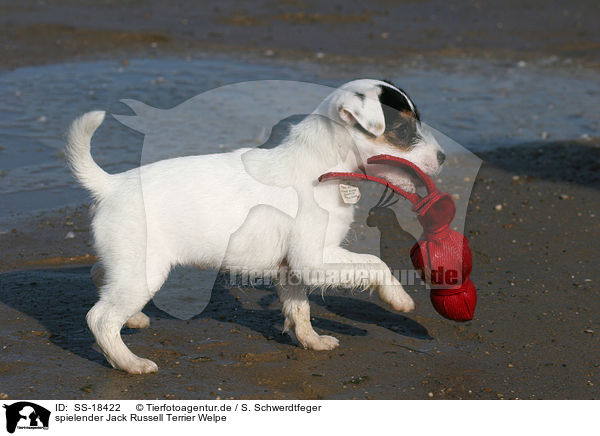 spielender Parson Russell Terrier Welpe / playing Parson Russell Terrier Puppy / SS-18422
