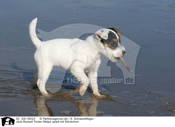 Parson Russell Terrier Welpe spielt mit Stckchen / playing Parson Russell Terrier puppy / SS-18423