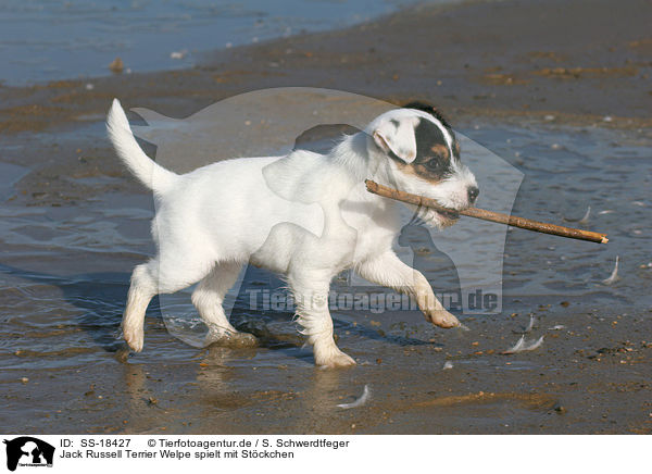 Parson Russell Terrier Welpe spielt mit Stckchen / playing Parson Russell Terrier puppy / SS-18427