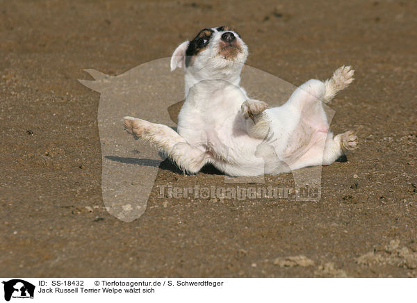 Jack Russell Terrier Welpe wlzt sich / SS-18432