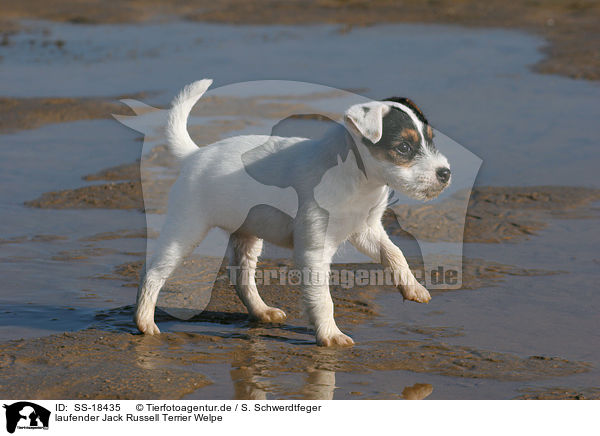laufender Parson Russell Terrier Welpe / walking Parson Russell Terrier Puppy / SS-18435