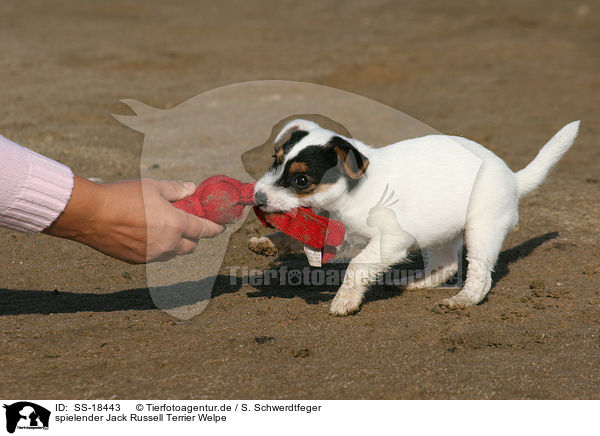 spielender Parson Russell Terrier Welpe / playing Parson Russell Terrier puppy / SS-18443