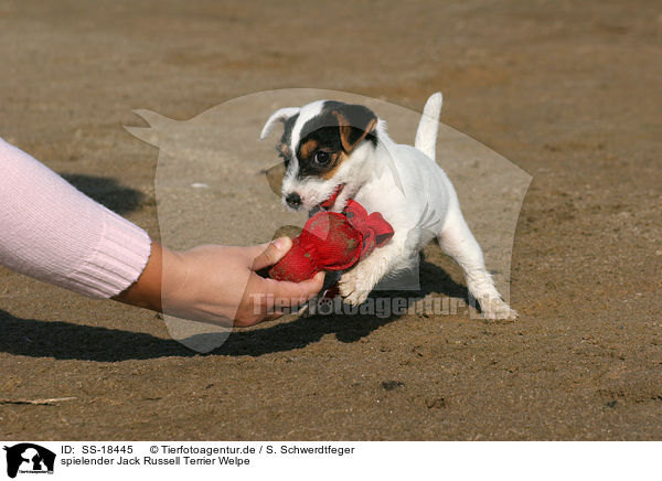 spielender Jack Russell Terrier Welpe / SS-18445