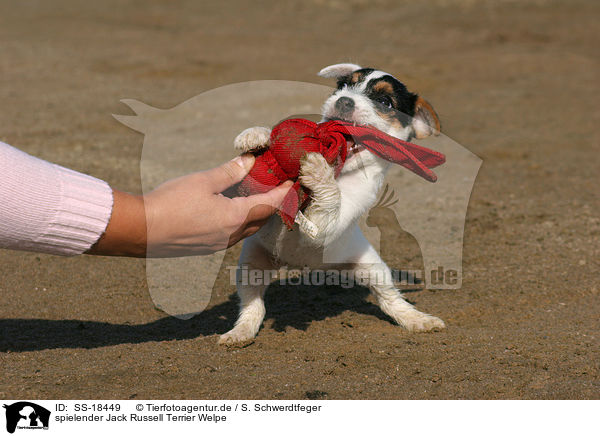 spielender Parson Russell Terrier Welpe / playing Parson Russell Terrier puppy / SS-18449