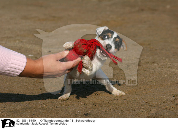spielender Parson Russell Terrier Welpe / playing Parson Russell Terrier puppy / SS-18450