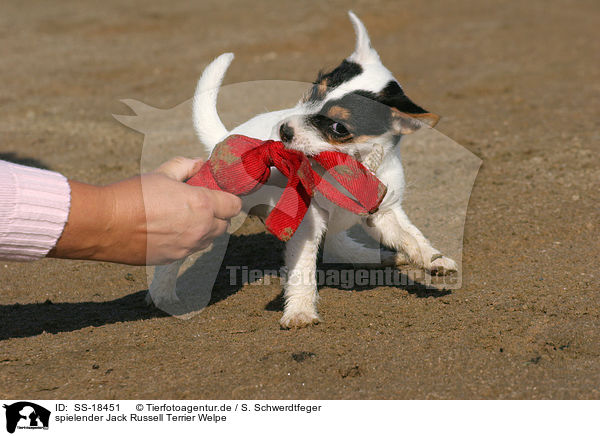 spielender Jack Russell Terrier Welpe / SS-18451