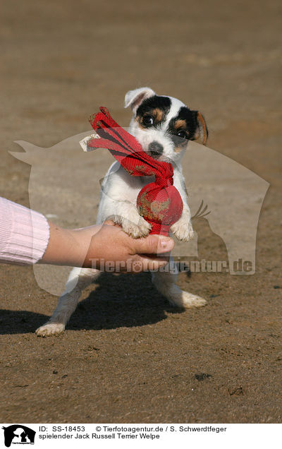 spielender Parson Russell Terrier Welpe / playing Parson Russell Terrier puppy / SS-18453