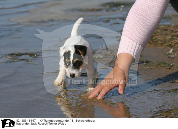 badender Parson Russell Terrier Welpe / bathing Parson Russell Terrier Puppy / SS-18457