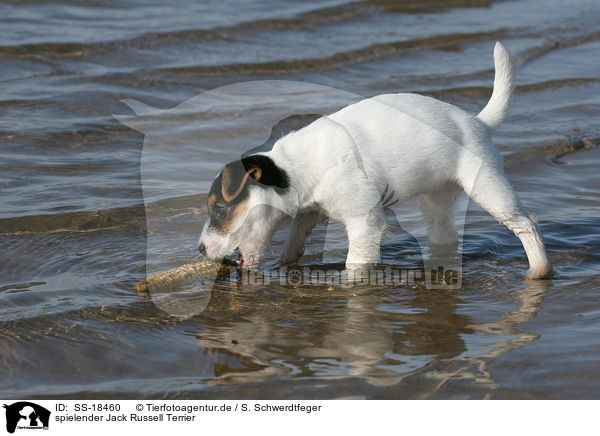 spielender Parson Russell Terrier / playing Parson Russell Terrier puppy / SS-18460