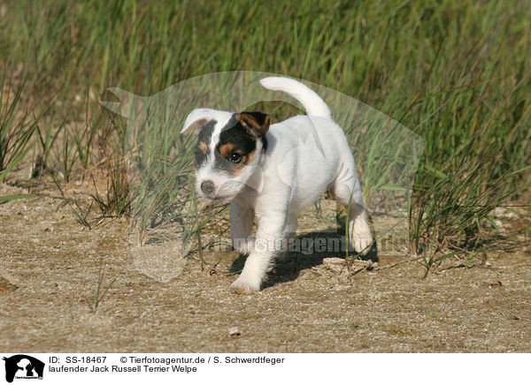 laufender Parson Russell Terrier Welpe / walking Parson Russell Terrier Puppy / SS-18467