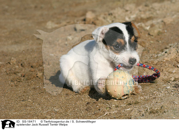 spielender Parson Russell Terrier Welpe / playing Parson Russell Terrier Puppy / SS-18471