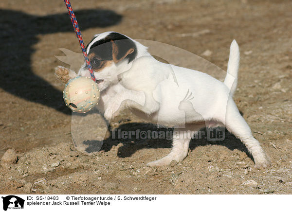 spielender Parson Russell Terrier Welpe / playing Parson Russell Terrier Puppy / SS-18483